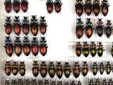 a lot of beetles that are on display in a glass case