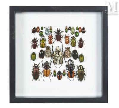 a framed picture of a variety of beetles in various colors