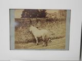 a picture of a cow standing next to a stone wall