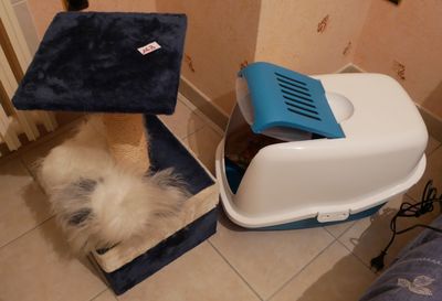 un chien couché dans un bac à litière