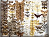 many different types of moths displayed in a white box