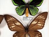 three butterflies are displayed in a display case on a white surface