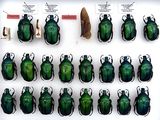 a lot of green bugs in a display case