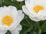three white peonies with yellow centers in a garden