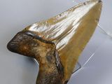 a fossil shark tooth on a clear display case