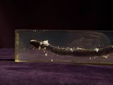 a fish inside of a glass box on a purple surface