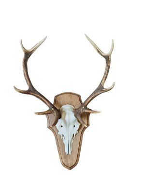 deer skull mounted on a wall with antlers on it
