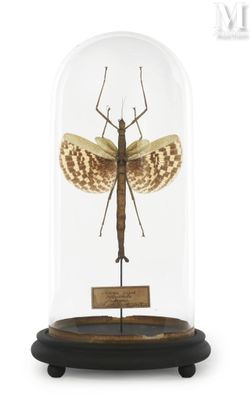 a close up of a insect in a glass dome on a wooden stand