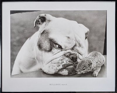 photographie en noir et blanc encadrée représentant un bouledogue en train de mâchouiller une souris