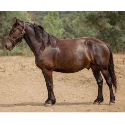 un cheval brun debout dans la terre, avec des arbres en arrière-plan