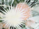 un tableau représentant une fleur blanche dans un vase posé sur une table