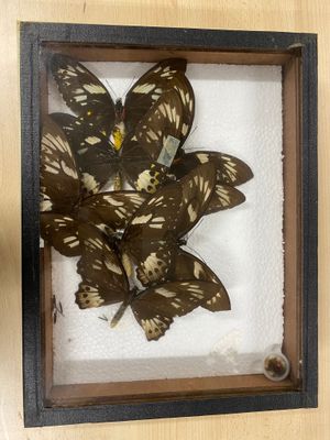 a picture of a butterfly display in a wooden frame