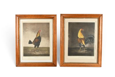 lot de deux reproductions encadrées représentant des coqs sur fond blanc