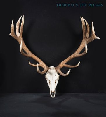 a close up of a deer skull with antlers on a black background