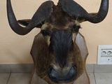 une fausse tête d'animal à cornes exposée par terre