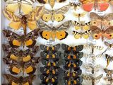 many different types of moths displayed in a display case