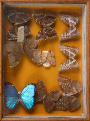 many butterflies in a wooden frame on a yellow surface