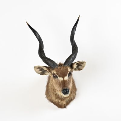 la tête d'une antilope aux grandes cornes est accrochée au mur