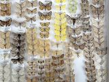 many different types of moths displayed in a white frame
