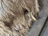 a close up of a dog ' s face with a blurry background
