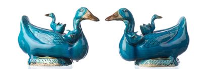 deux oiseaux bleus perchés l'un sur l'autre