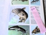 un livre avec des images de poissons et un marque-page dessus