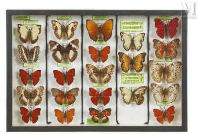 many different types of butterflies in a display case
