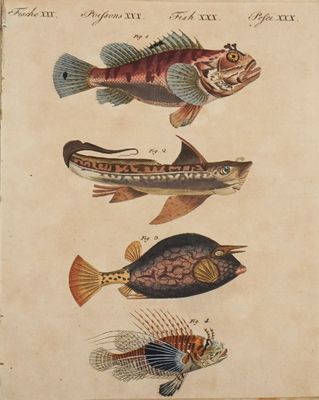 un vieux livre sur lequel figurent des poissons et des dessins de poissons