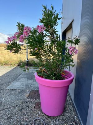 un pot de fleurs rose posé contre le mur d'un immeuble