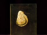 a glass box with a piece of food inside of it