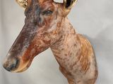 a brown and black goat head mounted on a wall