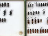 a lot of bugs that are in a display case