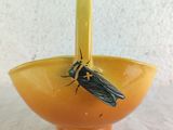 a small yellow bowl with a black bug on it