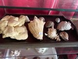 une vitrine remplie de coquillages et de coquilles exposés