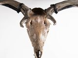 a deer ' s head mounted on a metal pole