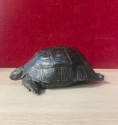a small turtle that is sitting on a table