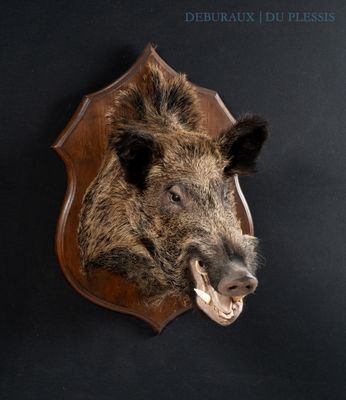 a boar head mounted on the wall of a room