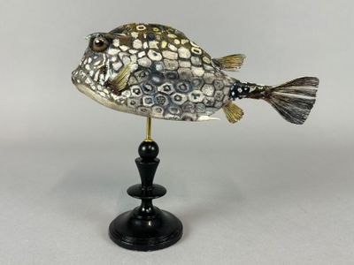 POISSON COFFRE "nid d'abeille" (Acanthostracion Polygonius, …