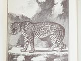 a picture of a book with a picture of a leopard on it