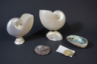 two shells and a coin are sitting on a black surface