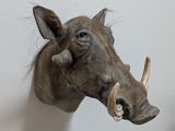 a warthog head mounted on a wall