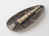 a black and white plate with a pen on it