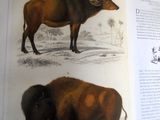 un livre ouvert sur lequel figurent un bison et une vache