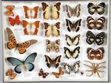 de nombreux types de papillons exposés dans une vitrine