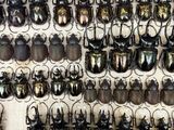 a lot of beetles that are hanging on the wall