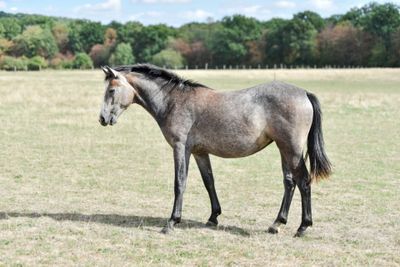a horse that is standing in a field of grass
