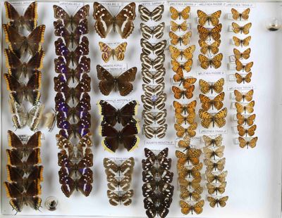 de nombreux types de papillons exposés dans une vitrine