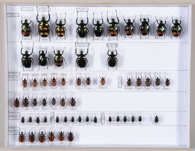 de nombreux insectes exposés dans une vitrine