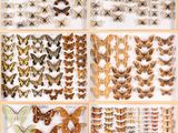 a collection of butterflies and moths in a display case