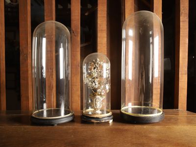 trois cloches en verre posées sur une table en bois